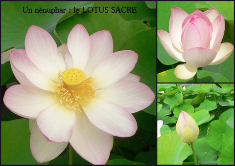 lotus_sacre.jpg